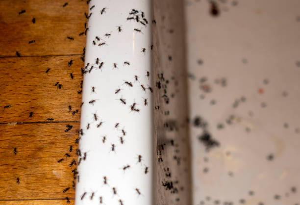 Best Pest Control for Restaurants  in Canton, NC