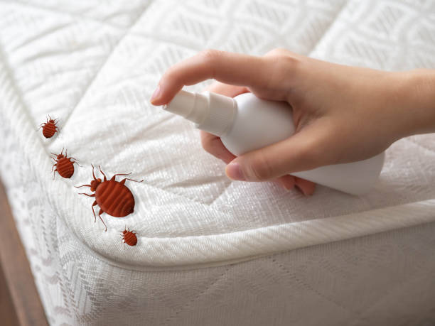 Best Local Pest Control Services  in Canton, NC