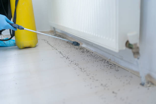 Best Insect Control  in Canton, NC